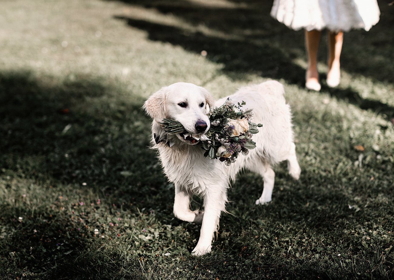 FotoGuru vestuvių fotografija vestuvių galerija linksmos vestuvių nuotraukos su gyvūnais